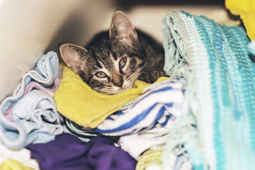 laundry cat