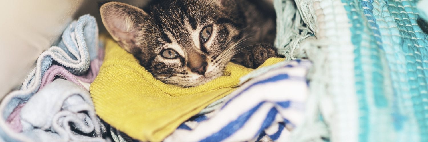 laundry cat