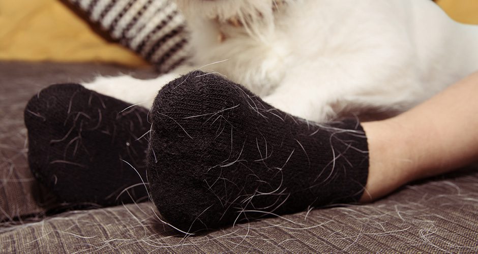 Speed Queen | Pet Hair Everywhere: How to Get Rid of Fur and Fluff from All  Your Stuff