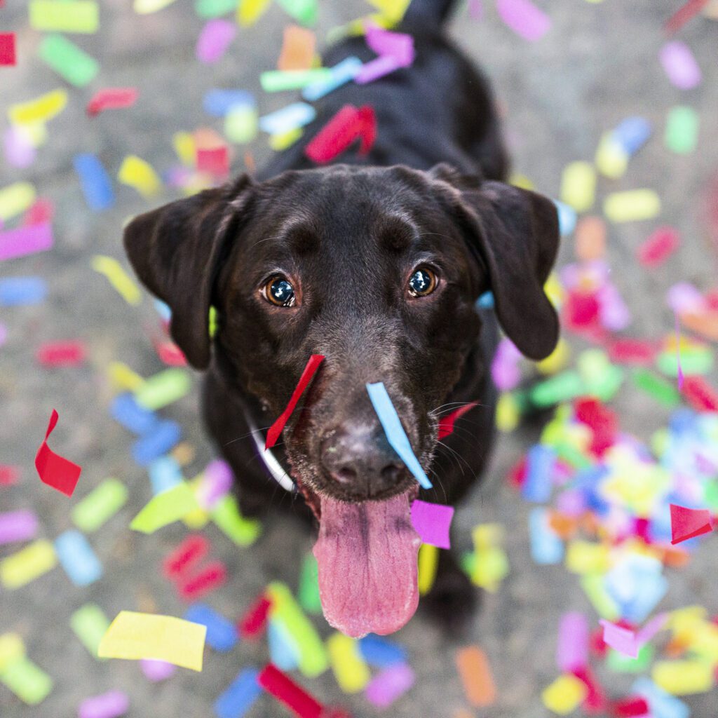 Speed Queen 5 Ways to Celebrate International Dog Day