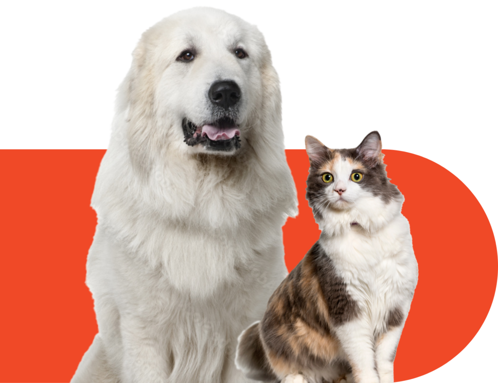 a fluffy white dog and long haired cat